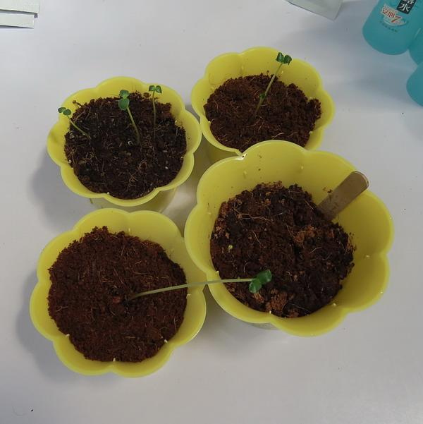 �Nޱ���N�ӳ�����